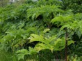 /album/my-local-birding-gallery/giant-hogweed-2-jpg/